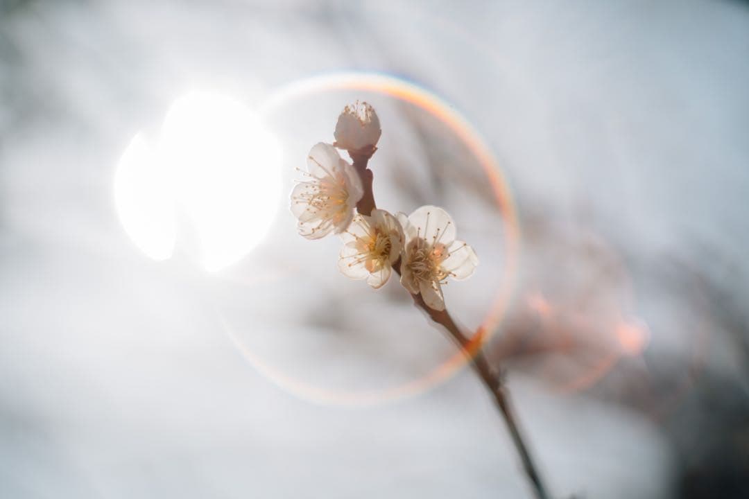 【極上フレア】Super Takumar 55mm f1.8【光学美品】