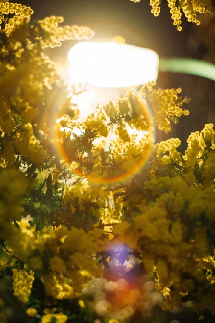 【極上フレア】Super Takumar 55mm f1.8【光学美品】