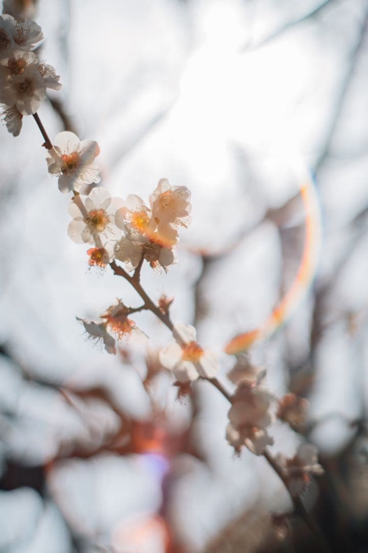 【極上フレア】Super Takumar 55mm f1.8【光学美品】