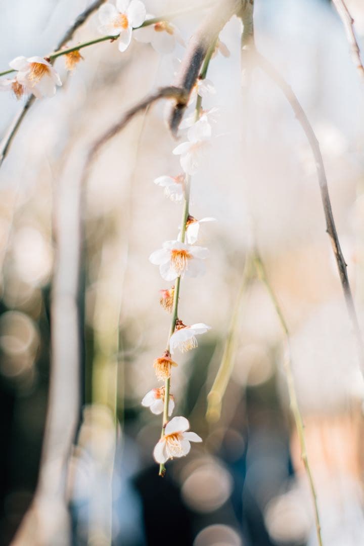 【極上フレア】Super Takumar 55mm f1.8【光学美品】