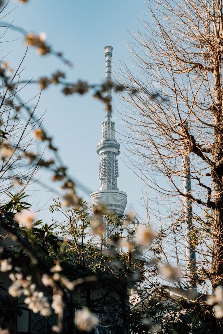 【極上フレア】Super Takumar 55mm f1.8【光学美品】