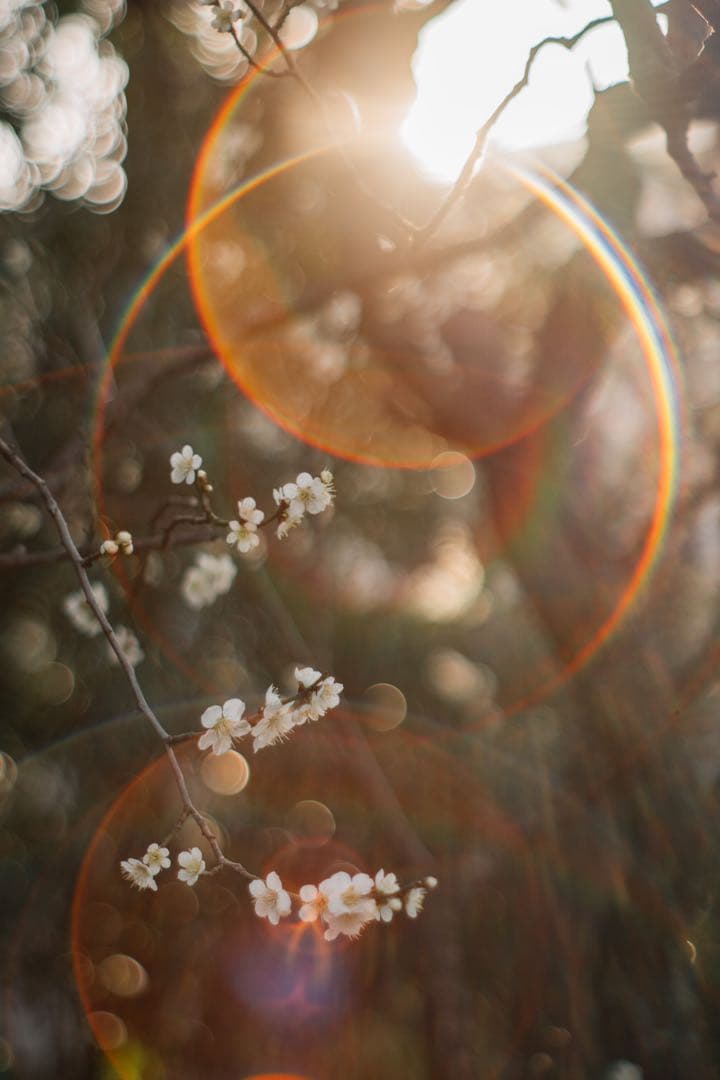 【極上フレア】Super Takumar 55mm f1.8【光学美品】