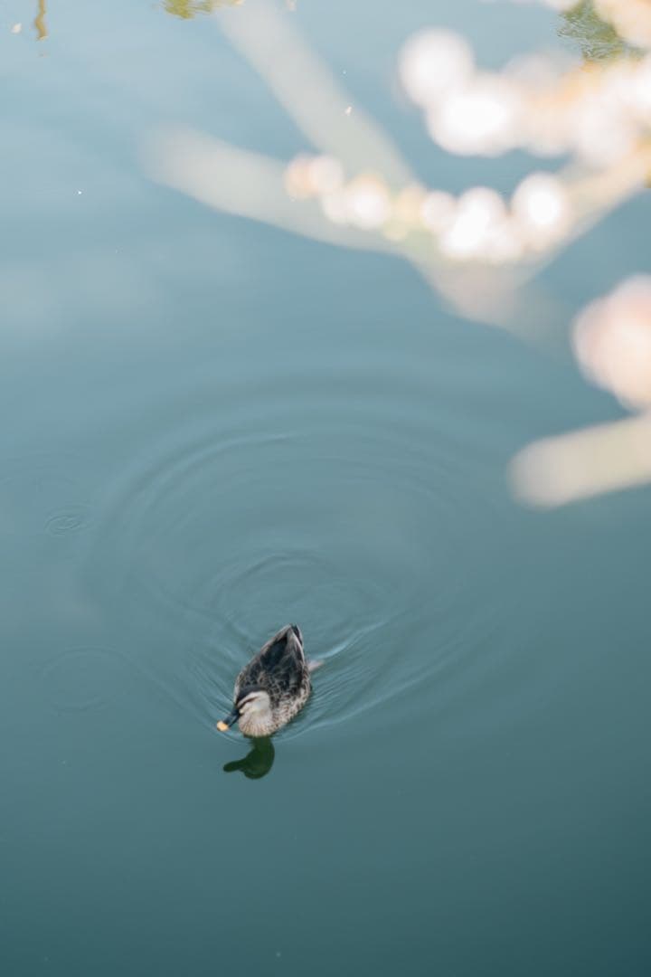 【極上フレア】Super Takumar 55mm f1.8【光学美品】