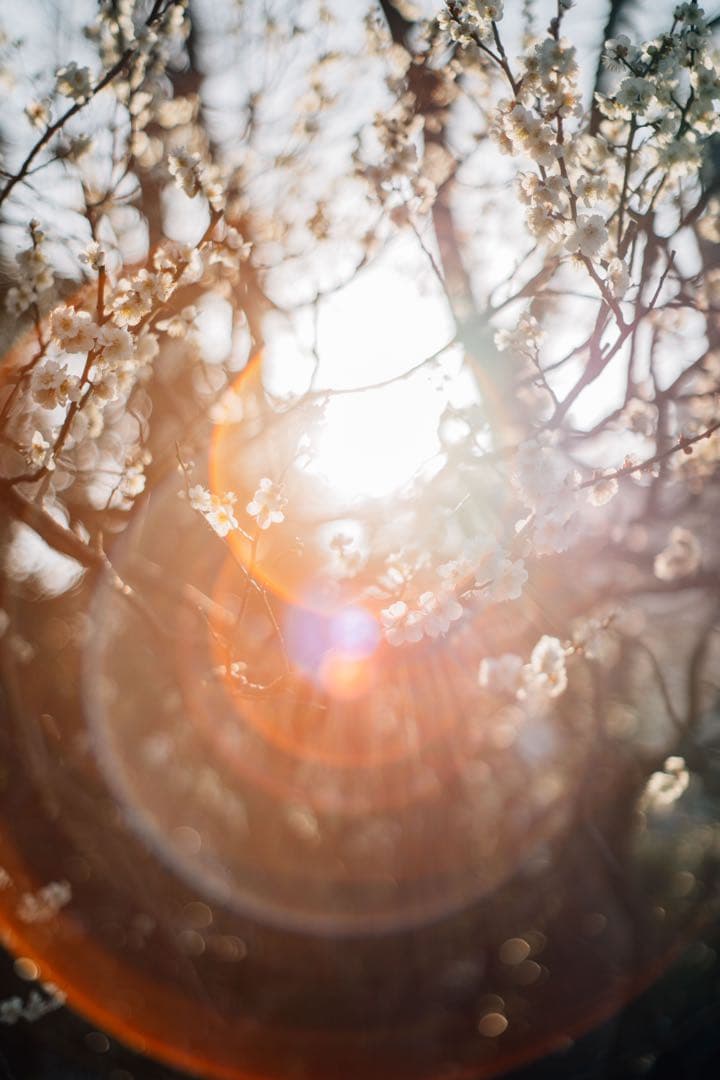 【極上フレア】Super Takumar 55mm f1.8【光学美品】