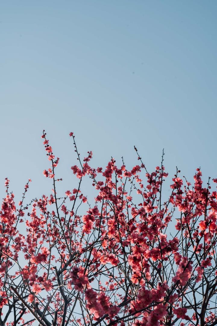 【極上フレア】Super Takumar 55mm f1.8【光学美品】