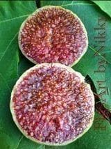 イチジク苗木　「　MUSSO DI VＯ　」6-10