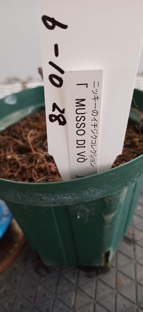 イチジク苗木　「　MUSSO DI VＯ　」6-10