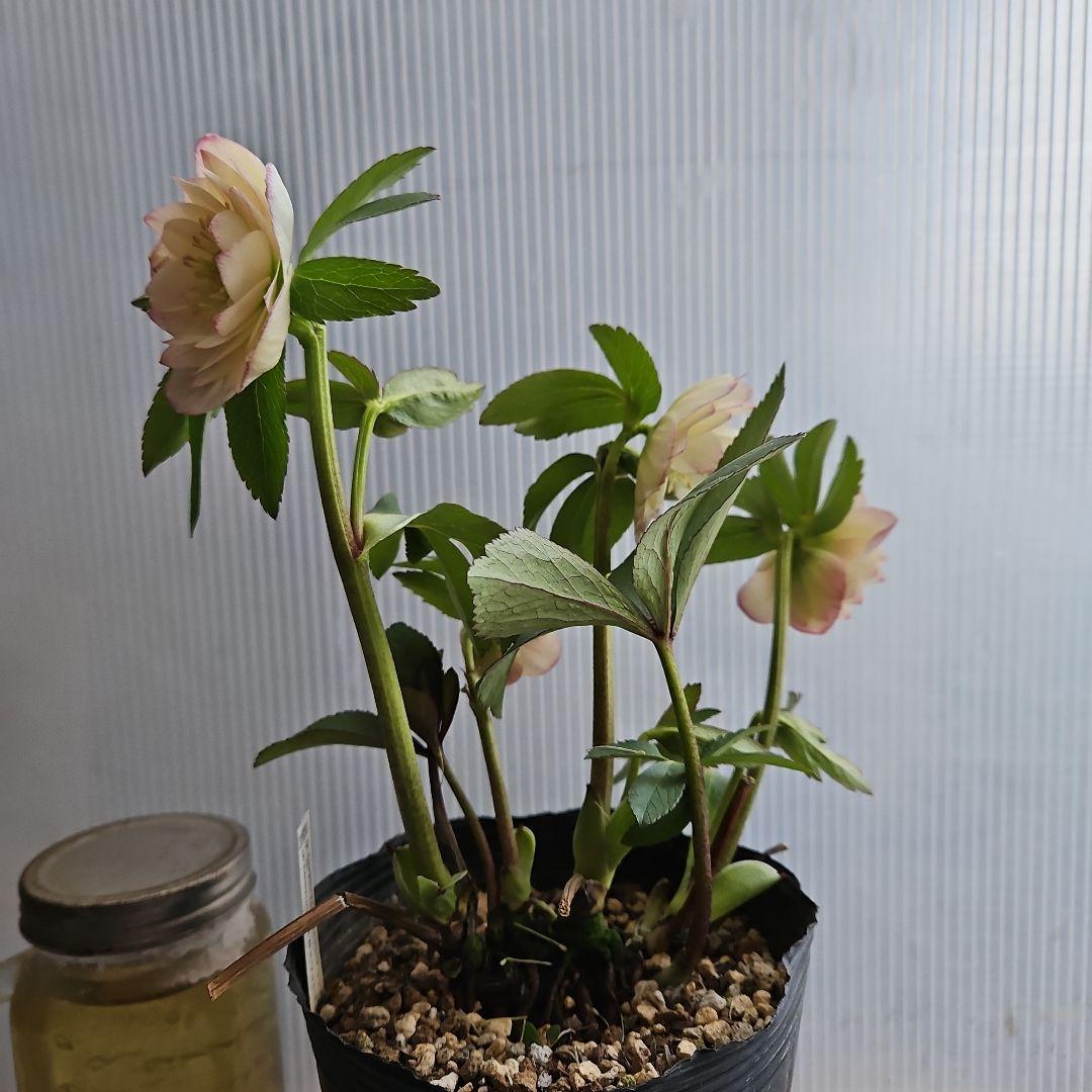 kaoru様ご購入苗㉖-496クリスマスローズ