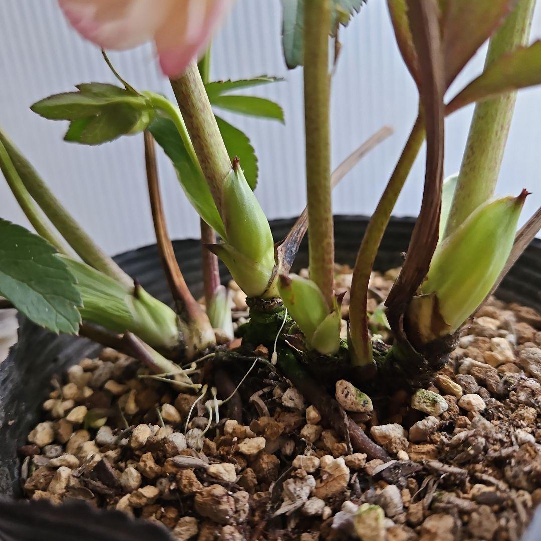 kaoru様ご購入苗㉖-496クリスマスローズ