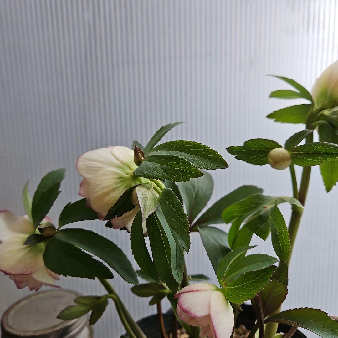 kaoru様ご購入苗㉖-496クリスマスローズ