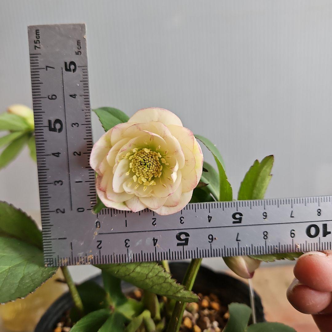 kaoru様ご購入苗㉖-496クリスマスローズ