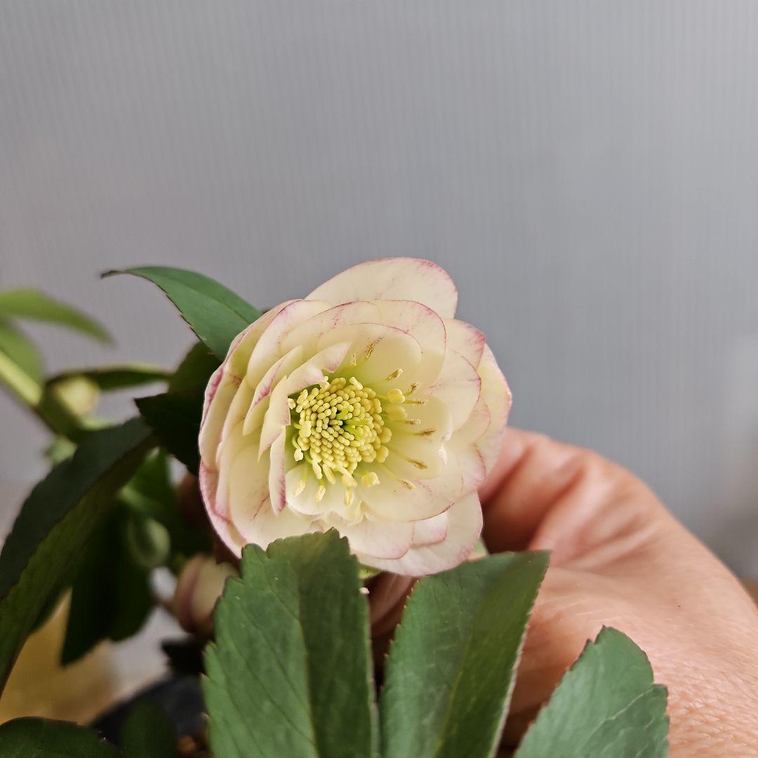 kaoru様ご購入苗㉖-496クリスマスローズ