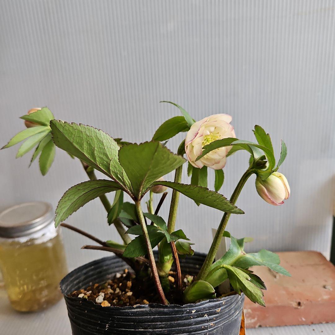 kaoru様ご購入苗㉖-496クリスマスローズ