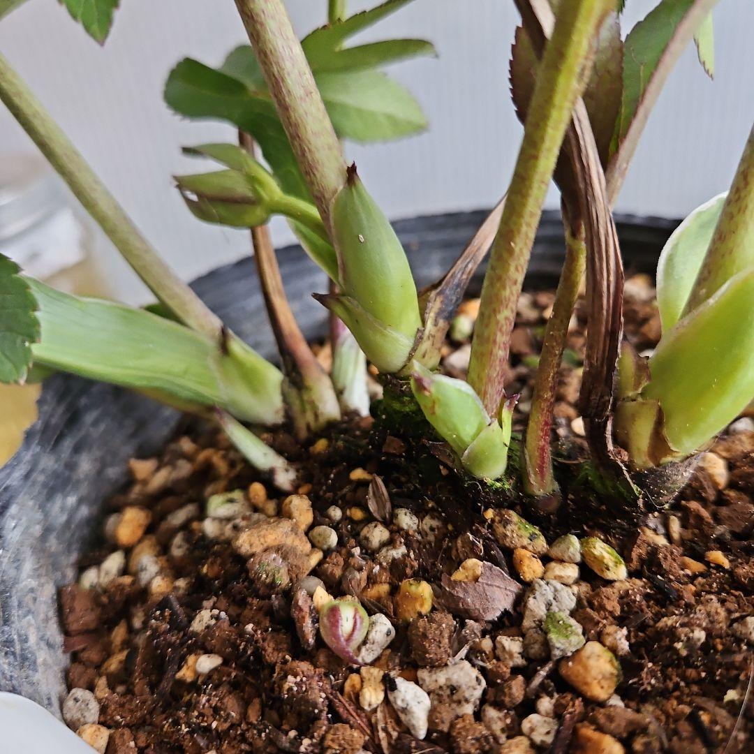 kaoru様ご購入苗㉖-496クリスマスローズ