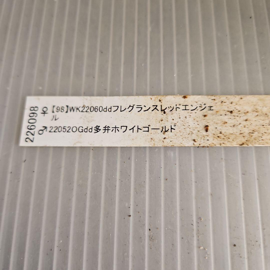 kaoru様ご購入苗㉖-496クリスマスローズ