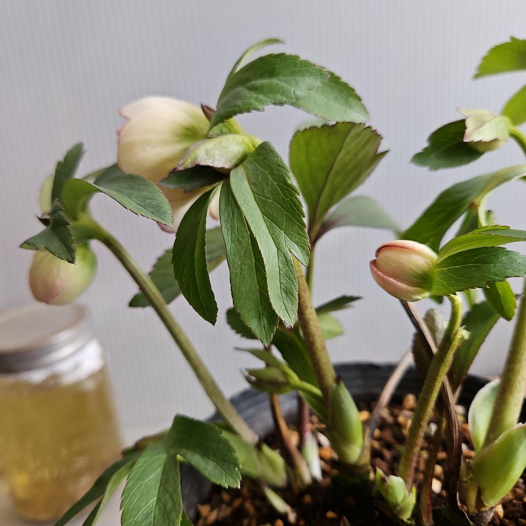 kaoru様ご購入苗㉖-496クリスマスローズ