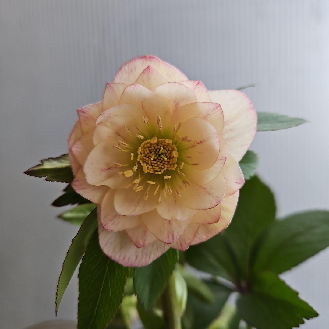 kaoru様ご購入苗㉖-496クリスマスローズ