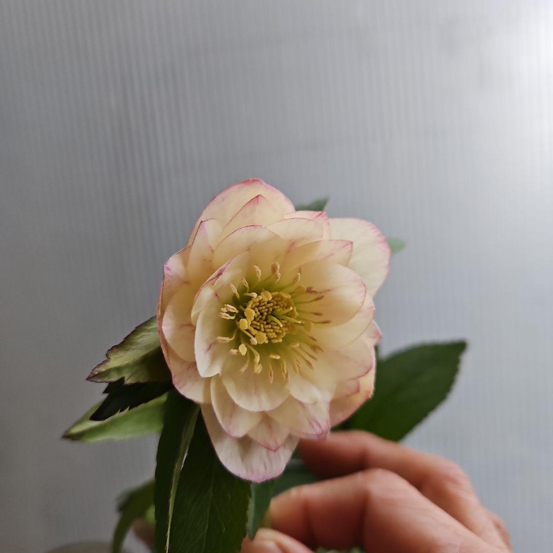 kaoru様ご購入苗㉖-496クリスマスローズ