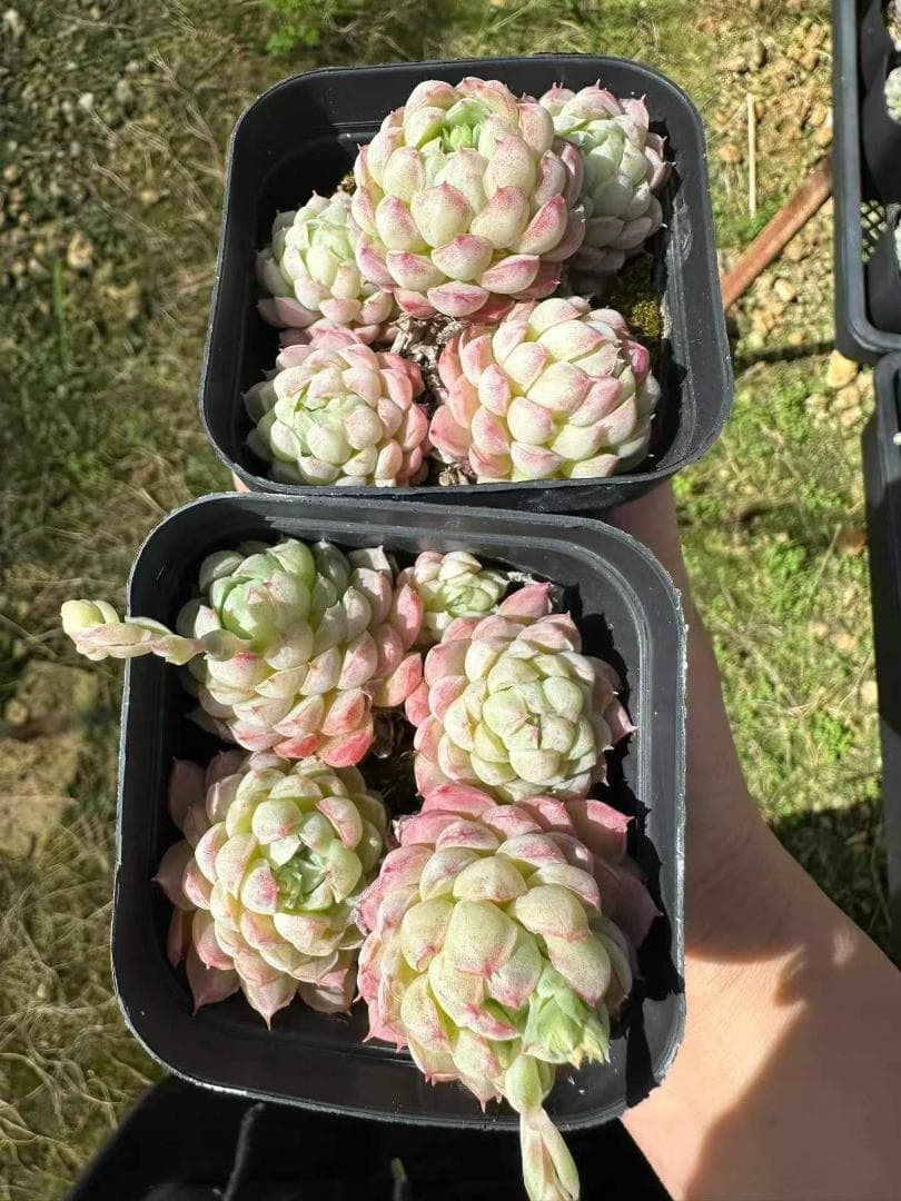 Top【選抜株】多肉植物　22536ローリター 10個　鉢無し/脱土