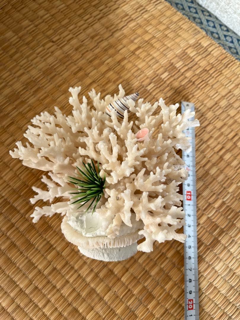 白珊瑚　コーラル風の置物 貝殻付き