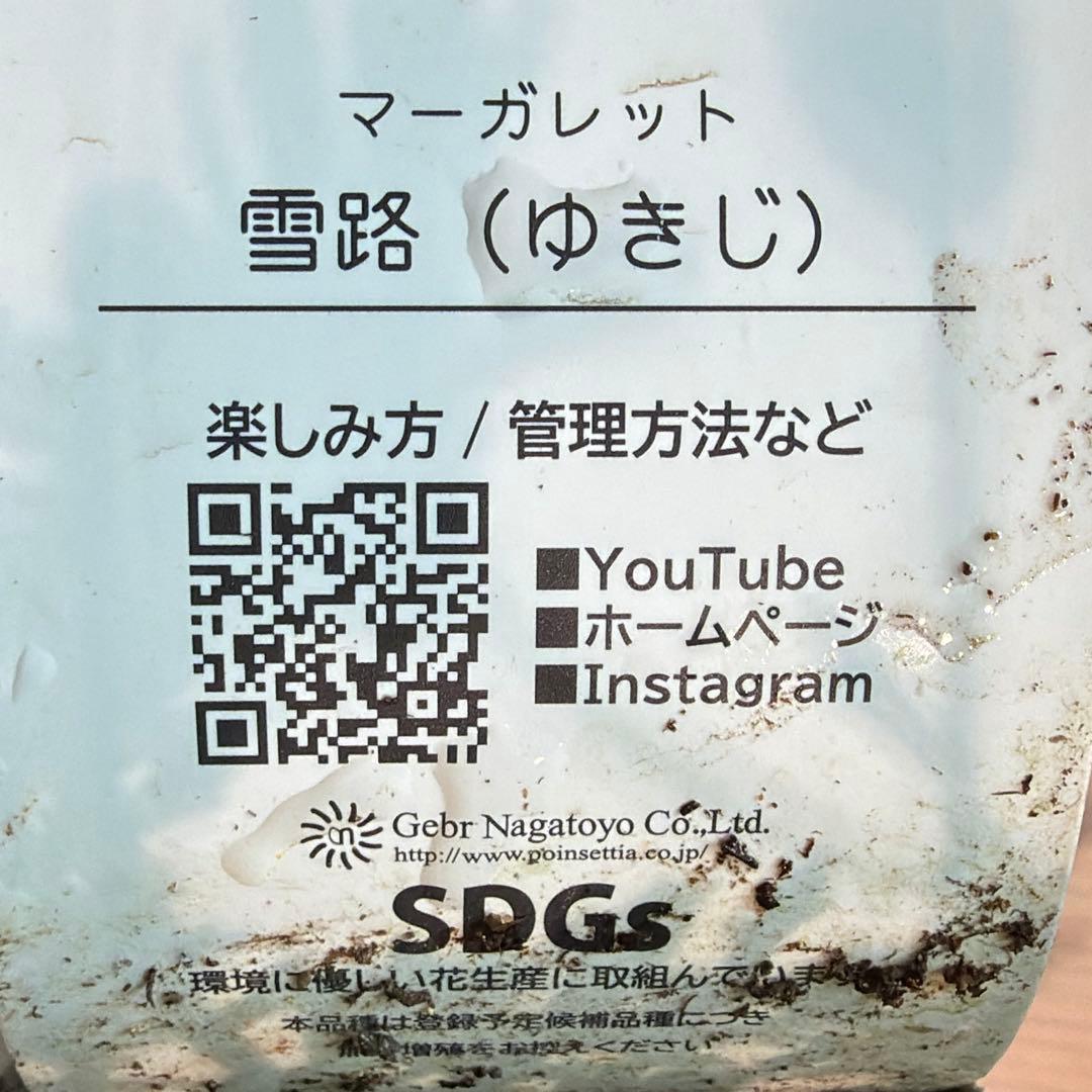 リコ様　確認用　【ゲブラ】マーガレット　雪路