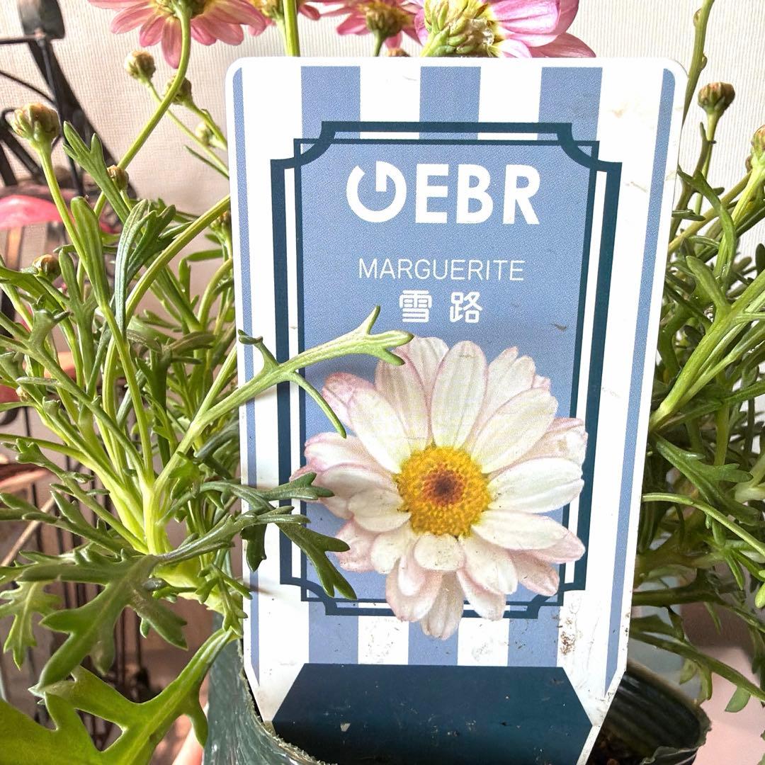 リコ様　確認用　【ゲブラ】マーガレット　雪路