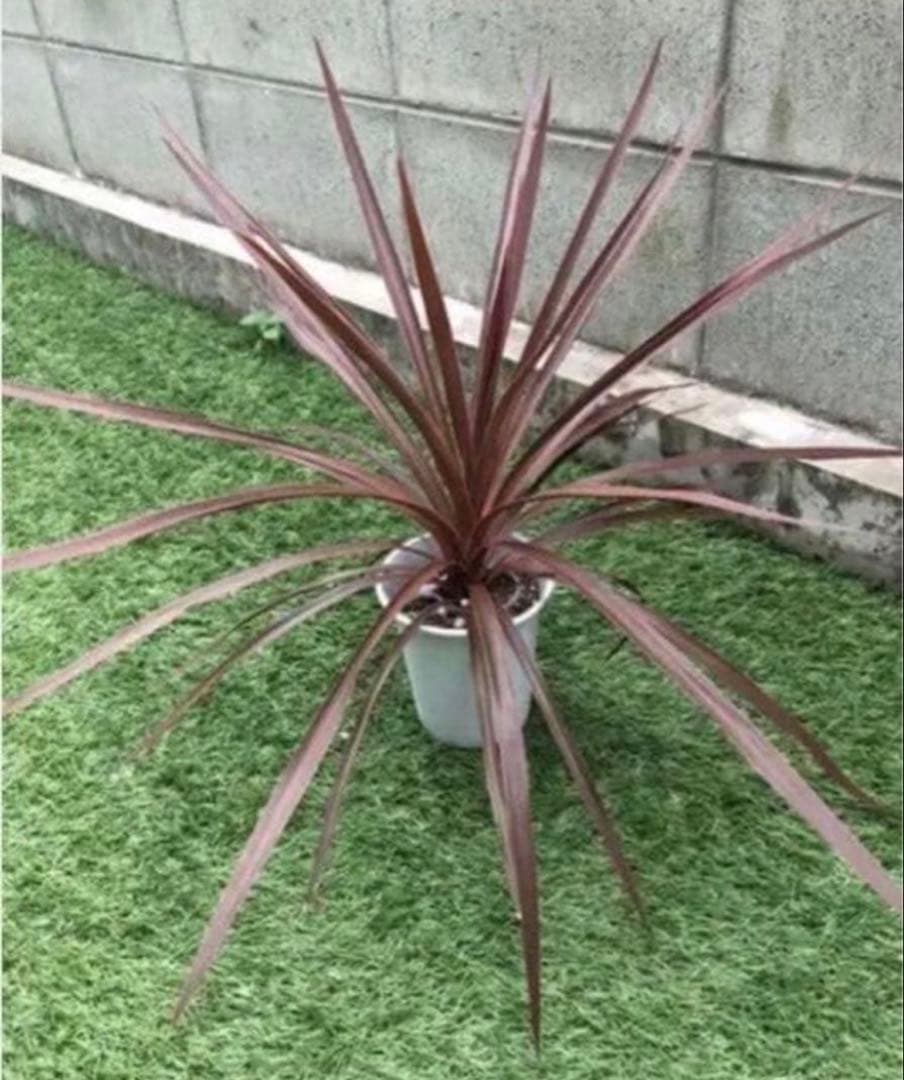 ［③株セット！コルジリネ レッドスター 鉢植え 地植えに］