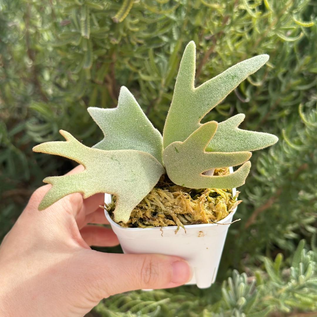 P. willinckii ’Bacteria’ spore 1211