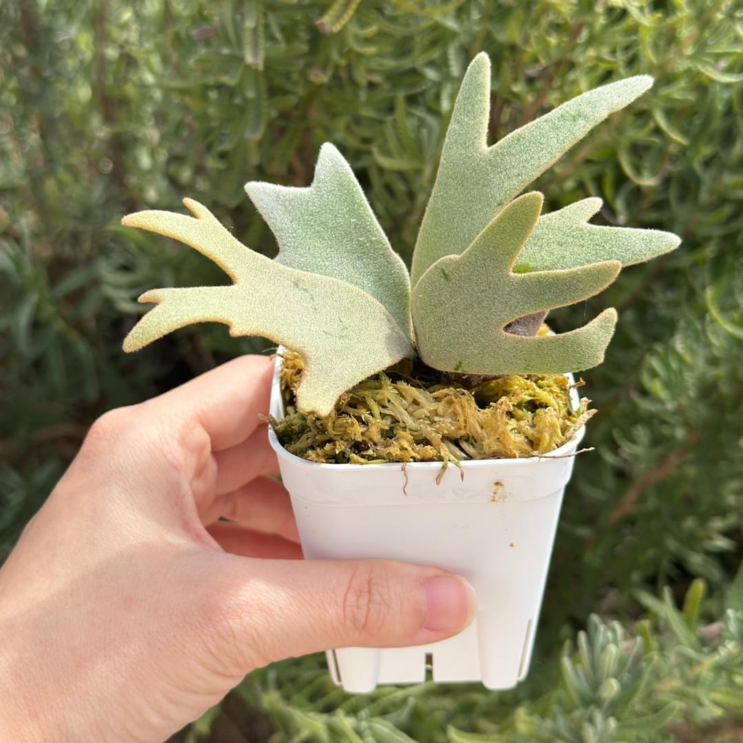 P. willinckii ’Bacteria’ spore 1211