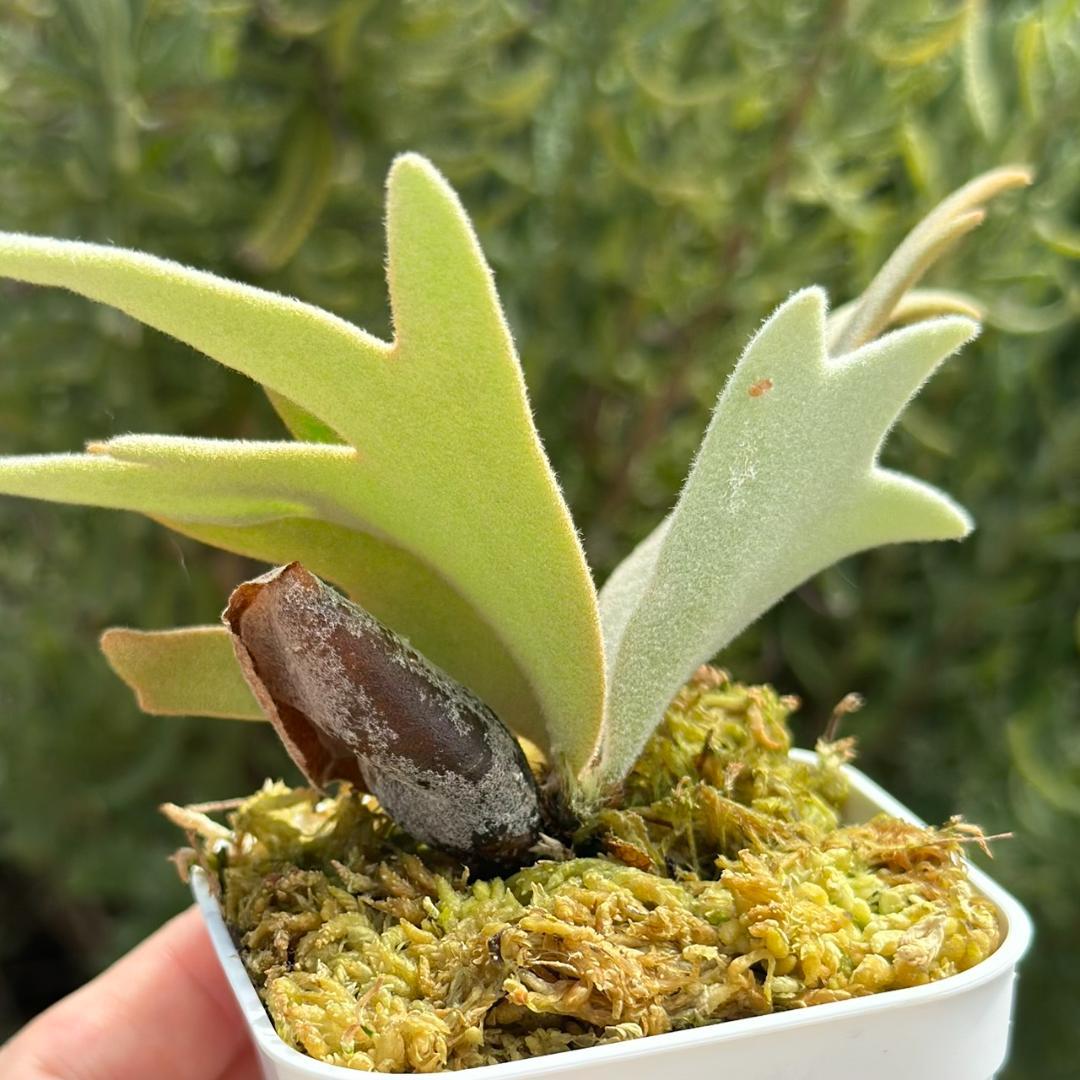 P. willinckii ’Bacteria’ spore 1211