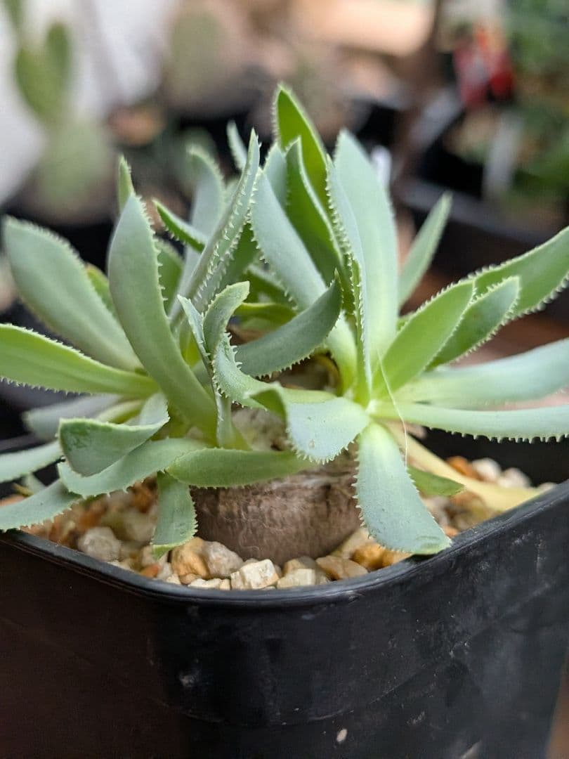 オトンナ　レトロルサ　ユーフォルビオイデス　スティンコフ　クラビフォリア冬型塊根