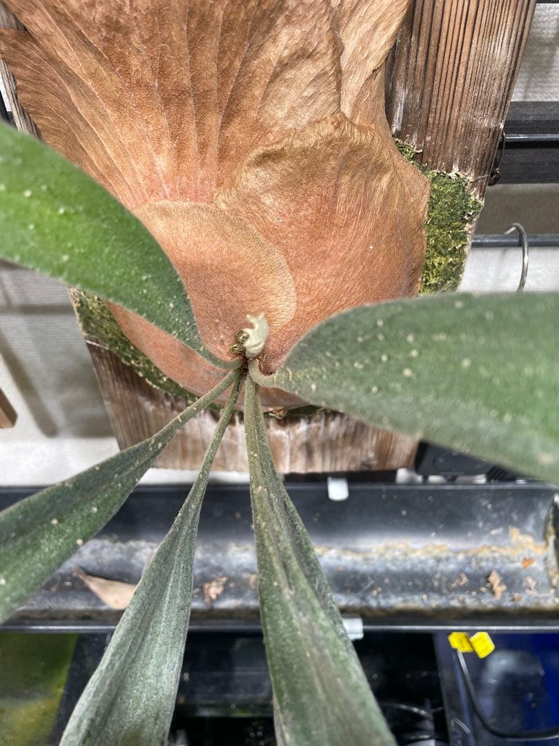 ビカクシダ　Mt lewis littlekitty