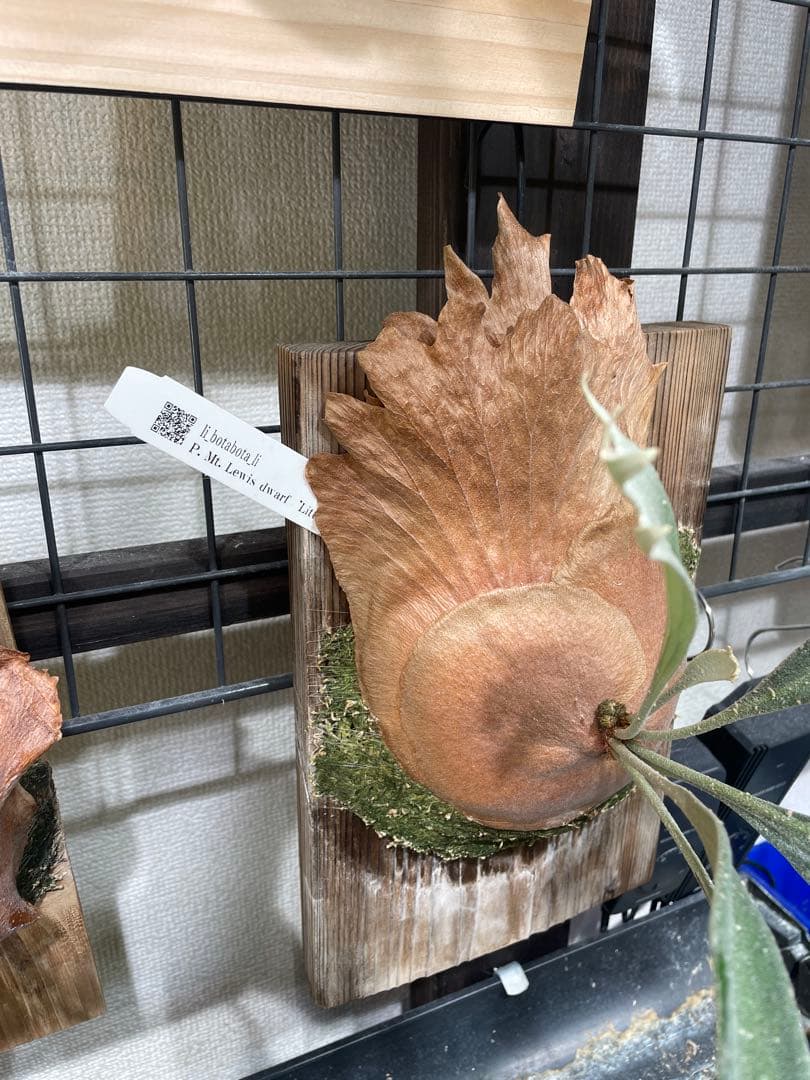 ビカクシダ　Mt lewis littlekitty