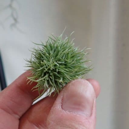 ◆チランジア　アエラントス　テディベア　全球タイプ 114