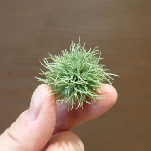 ◆チランジア　アエラントス　テディベア　全球タイプ 114