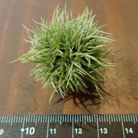 ◆チランジア　アエラントス　テディベア　全球タイプ 114