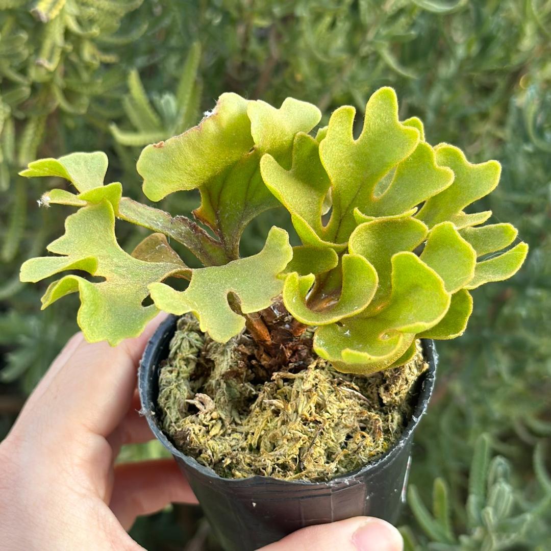 メルカリ便！！P.ridleyi dwarf silver 3312