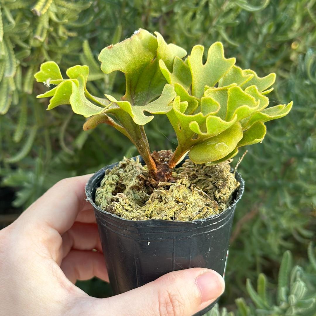 メルカリ便！！P.ridleyi dwarf silver 3312