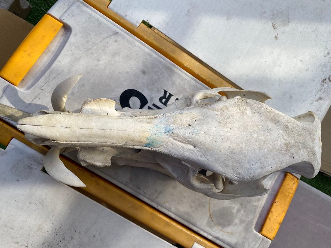 牙がデカい、猪の頭蓋骨。ハンティングトロフィー。