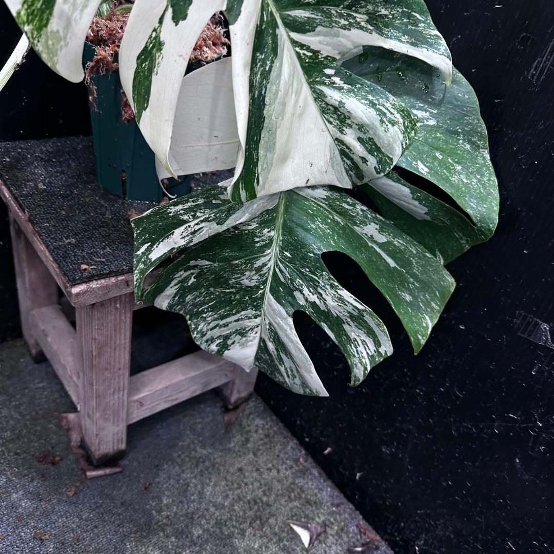 斑入りモンステラ ホワイトタイガー極美大株68cm白斑多