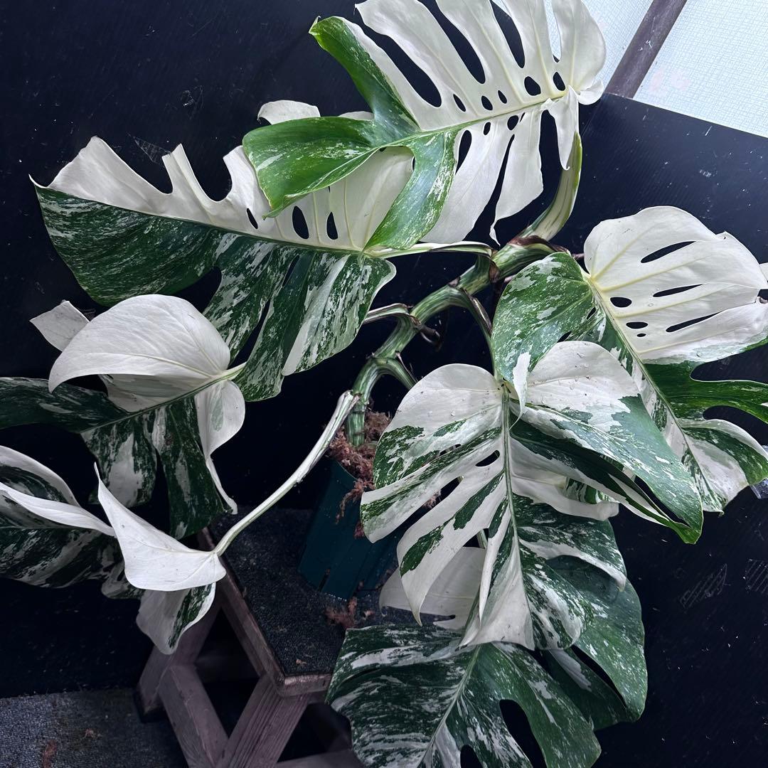 斑入りモンステラ ホワイトタイガー極美大株68cm白斑多