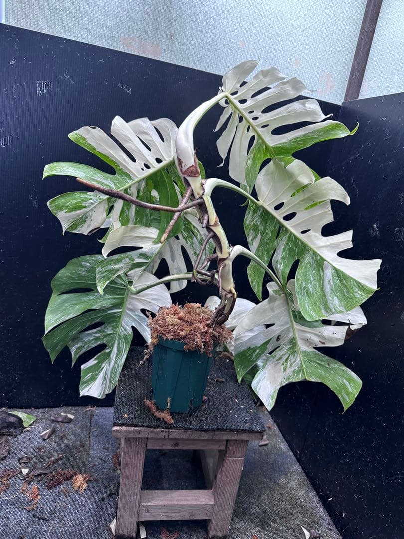 斑入りモンステラ ホワイトタイガー極美大株68cm白斑多