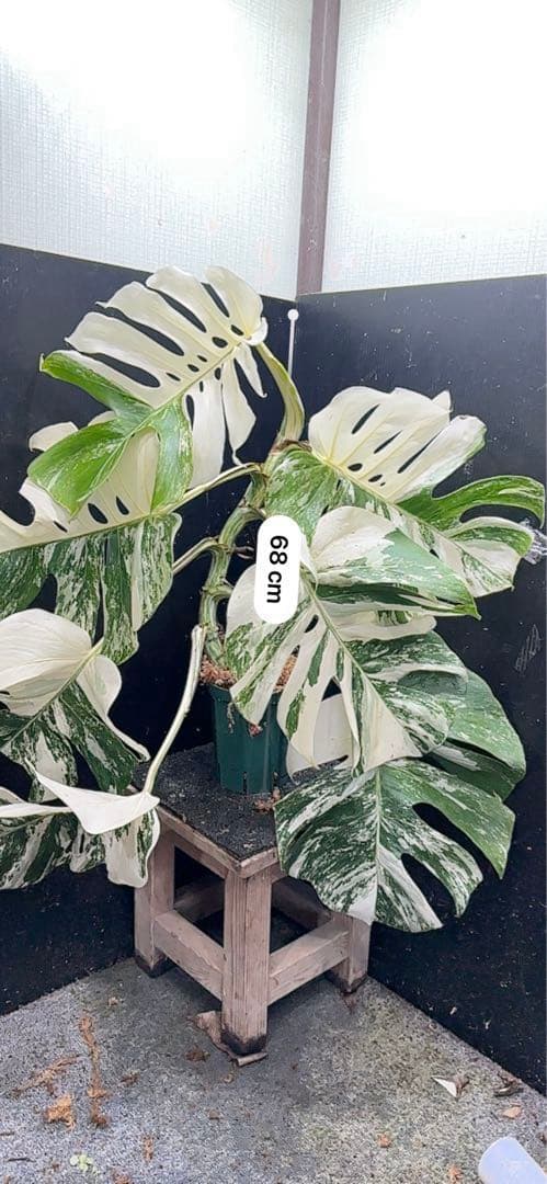 斑入りモンステラ ホワイトタイガー極美大株68cm白斑多