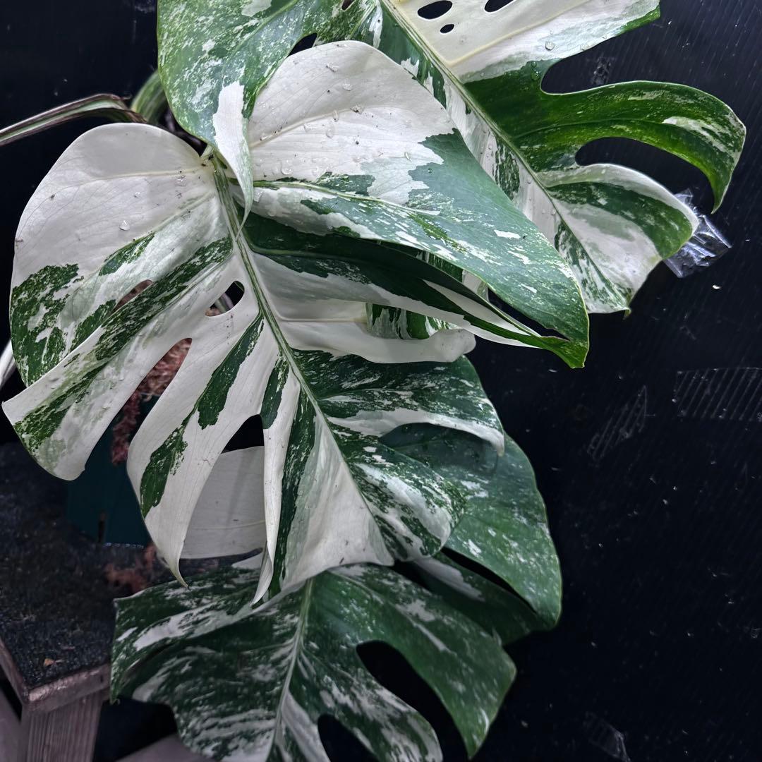 斑入りモンステラ ホワイトタイガー極美大株68cm白斑多