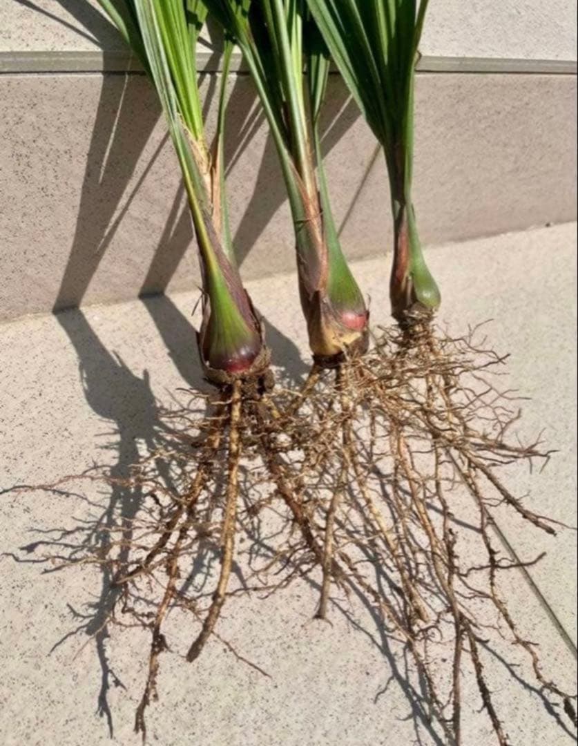 ココスヤシの苗９本セット　シルバーリーフ