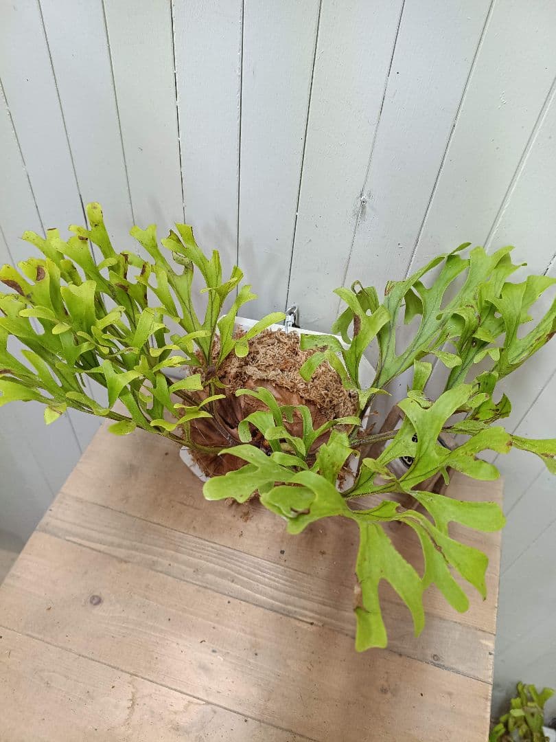 MiiページK284【LLサイズ】美形放射展開！ ビカクシダ リドレイ