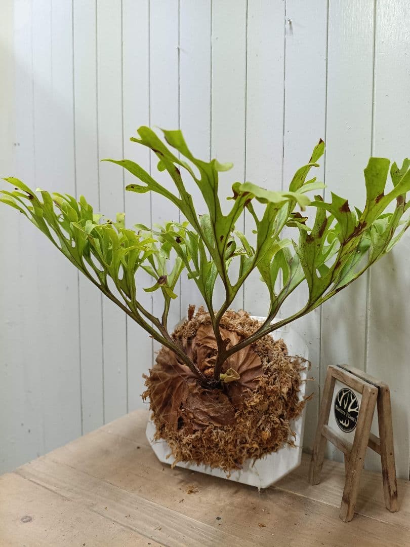 MiiページK284【LLサイズ】美形放射展開！ ビカクシダ リドレイ