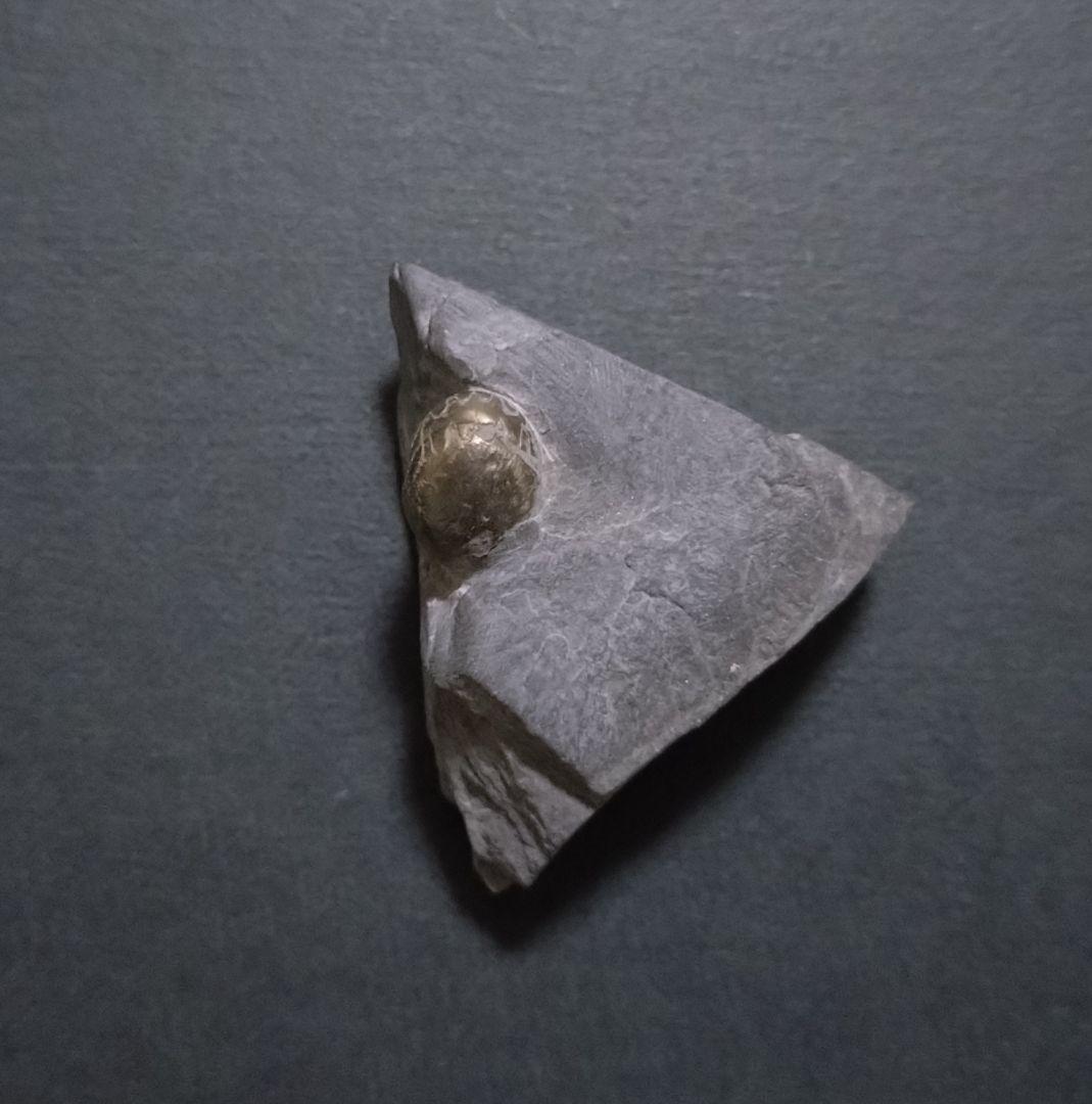 希少な黄鉄鉱化石ゴニアタイト（スポラドセラス・ヌクス）ポーランド産