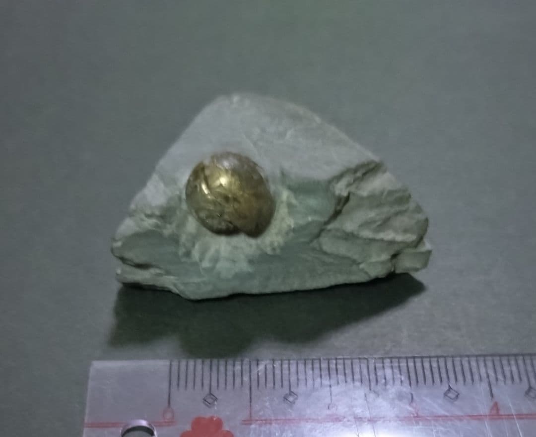 希少な黄鉄鉱化石ゴニアタイト（スポラドセラス・ヌクス）ポーランド産