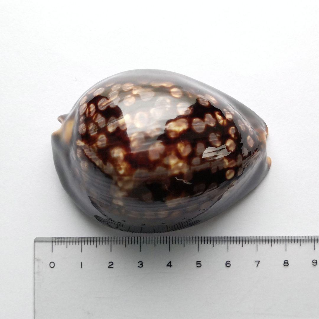 ハチジョウダカラD.　天然素材　貝殻　タカラガイ